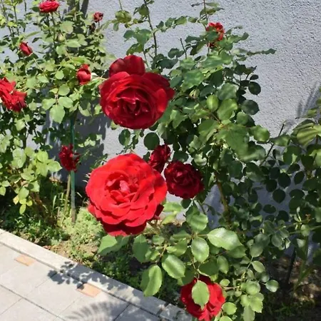 Private Lux Mila With Swimming Pool By The Danube, Sleeps 18 *